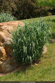 Image result for Panicum novemnerve