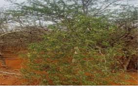 Image result for Kirkia