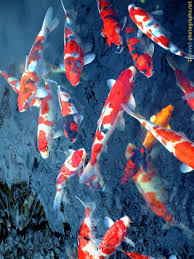 Koi Fish Tokyo Photos Jpg 960 1 280 Pixels Koi Balik Akvaryum