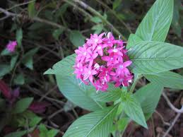 Image result for Pentas zanzibarica