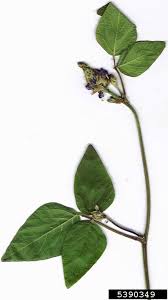 Image result for Desmodium intortum