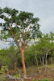 Image result for Albizia tanganyicensis