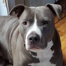 For any question send me text. Dog For Adoption Rosey An American Staffordshire Terrier Pit Bull Terrier Mix In Monroe Ct Petfinder