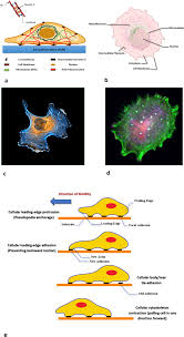 An innovative cellular medicine approach via the utilization of novel  nanotechnology-based biomechatronic platforms as a label-free biomarker for  early melanoma diagnosis | Scientific Reports