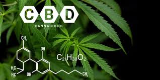 Anmelden registrieren mit facebook anmelden. Cbd Bluten Deutschland Osterreich Schweiz Cbdsofort Com