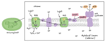 These glucose molecules are used by the plant in a number of ways. Light Dependent Reactions Photosynthesis Reaction Article Khan Academy