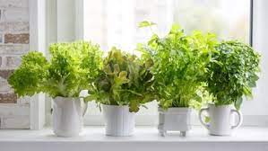 Ingin memelihara tanaman hias untuk mempercantik kamar? 5 Tanaman Ini Cocok Untuk Menghias Dapur Rumah Minimalis