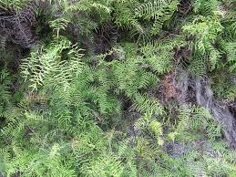 Image result for Gleichenia polypodioides