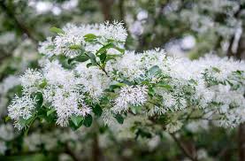 We did not find results for: 6 Best Exotic Plants And Specimen Trees In New Jersey