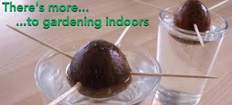 Easiest Vegetables To Grow From Seed Indoors