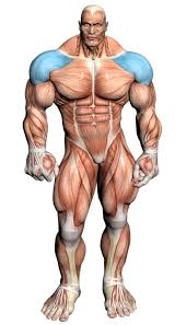 Our arnold press standards are based on 48,000 lifts by strength level users. Seated Arnold Press Video Exercise Guide Tips