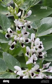 Image result for Vicia faba