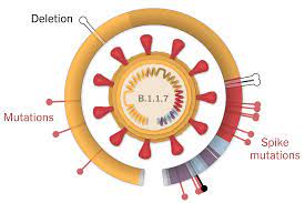Coronavirus diseases are caused by viruses in the coronavirus subfamily, a group of related rna viruses that cause diseases in mammals and birds.in humans and birds, the group of viruses cause respiratory tract infections that can range from mild to lethal. Inside The B 1 1 7 Coronavirus Variant The New York Times
