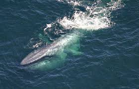 The blue whale is a marine mammal belonging to the baleen whale suborder mysticeti. 40 Fascinating Blue Whale Facts From Size Diet To Conservation