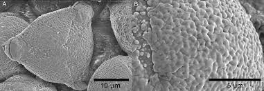 Image result for Leptactina involucrata