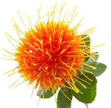 Orange Safflower Safflower Oil Skin Safflower Peach Flowers