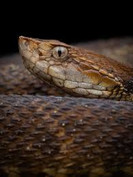 Image result for Bothriocline glomerata