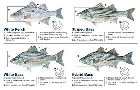 Ga Dnr Talks About Striped Bass Population 92 1 Wlhr