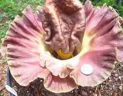 Image result for Amorphophallus impressus
