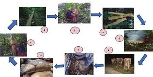 Image result for Scorodophloeus zenkeri