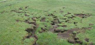 Image result for Limosella maior