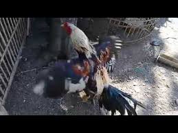More images for gambar ayam pembunuh tercepat » Ayam Pembunuh Youtube