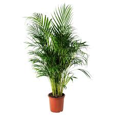 Dypsis Lutescens Potplant Goudpalm Ikea Ikea Pflanzen Pflanzen Zimmerpflanze Palme