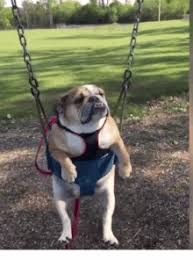We did not find results for: English Bulldog Gifs Tenor