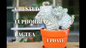 În teoria graficelor , un cactus (uneori numit arbore de cactus ) este un grafic conectat în care oricare două cicluri simple au cel mult un vârf în comun. Euphorbia Lactea Also Called Coral Cactus Youtube