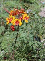 Image result for Caesalpinia rostrata