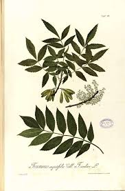 Image result for Fraxinus angustifolia