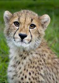 Two subspecies of giraffe have been added to the international union for conservation of nature list of critically endangered animals. Hoedspruit Endangered Species Centre Endangered Animals Animals Wild Animals Beautiful