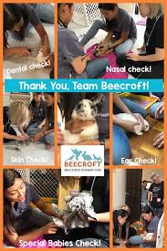 Maybe you would like to learn more about one of these? Beecroft Birds Exotics Bunny Wonderland Facebook