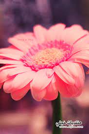 خلفيات ايفون ورد طبيعي iphone wallpapers hd download iphone wallpaper iphone wallpaper
