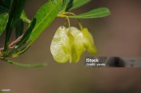 Image result for Terminalia sericea