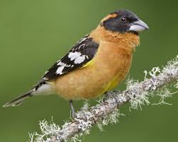 Bird With Brown Head And Black Body Uk Poetry In A Pot Of Tea A Day Of Surprises Birds At Swim Two Birds Backyard Birds