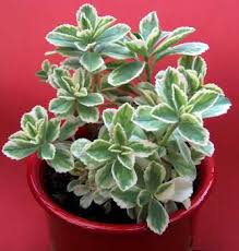 Image result for Plectranthus guruensis