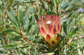 Image result for Protea rupestris