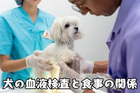 犬の血液検査とドッグフードの関係性とは？今後の食事管理でできること | 愛犬と飼い主さんのためのドッグフードアドバイス
