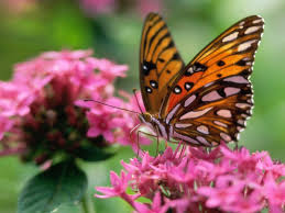 Resultado de imagen de mariposas reales