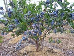 Find images of blueberry bush. Pin On Gardening