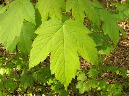 There are 8422 maple tree leafs for sale on etsy, and they cost $26.97 on average. Maple Wikipedia