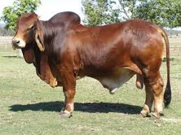Brama Bulls The American Brahman Has A Distinct Large Hump Over The Top Of The Shoulder And Neck And A Loose Flap Of Sk Beef Cattle Animals Beautiful Cattle