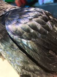 等松弘貴 crowlovers on twitter カラス カラスの羽 色ぬり