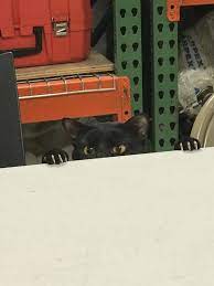 Meme Generator Image Preview Peeking Cat Cats Cat Hiding