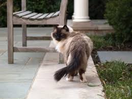 I think it has more to do with how easy their life is and the. Lifespan Of A Ragdoll Cat How Long Do Ragoll Cats Live For