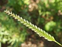 Image result for Eleusine indica