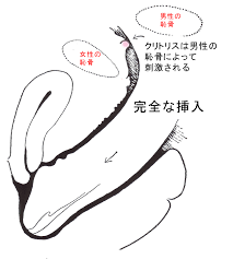 セックス 恥骨 ❤️ Best adult photos at doai.tv