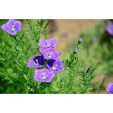 Image result for Nierembergia hippomanica