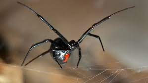 You'll not only find them in your back yard, but you'll also find them in male black widows are about half the size of females and usually do not have the hourglass or other markings, although this is not always the case. Black Widow